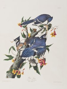 Birds of America」のイラスト 作： John James Audubon
