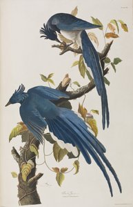Birds of America」のイラスト 作： John James Audubon