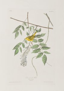 Birds of America」のイラスト 作： John James Audubon