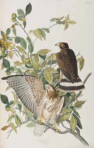 Birds of America」のイラスト 作： John James Audubon