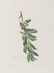 Birds of America」のイラスト 作： John James Audubon