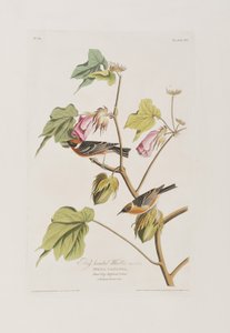 Birds of America」のイラスト