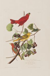 Birds of America」のイラスト 作： John James Audubon