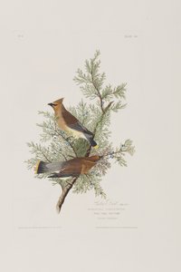 Birds of America」のイラスト 作： John James Audubon