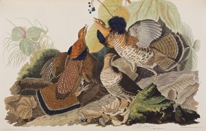Birds of America」のイラスト 作： John James Audubon