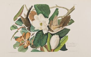 Birds of America」のイラスト