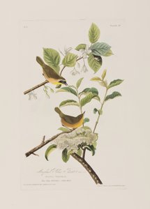 Birds of America」のイラスト