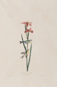 Birds of America」のイラスト 作： John James Audubon