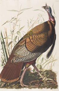 Birds of America」のイラスト 作： John James Audubon