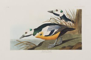 Birds of America」のイラスト 作： John James Audubon