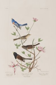 Birds of America」のイラスト 作： John James Audubon