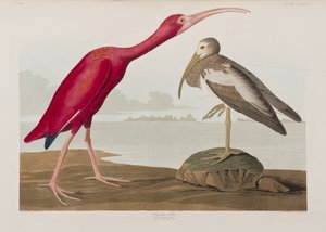Birds of America」のイラスト 作： John James Audubon