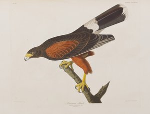 Birds of America」のイラスト 作： John James Audubon