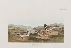 Birds of America」のイラスト 作： John James Audubon