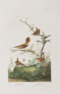 Birds of America」のイラスト 作： John James Audubon