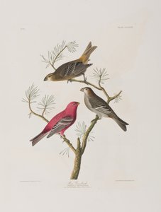 Birds of America」のイラスト 作： John James Audubon