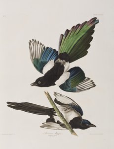 Birds of America」のイラスト 作： John James Audubon