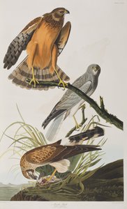 Birds of America」のイラスト 作： John James Audubon