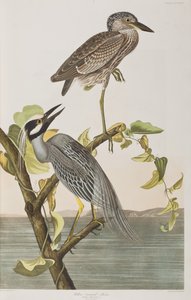 Birds of America」のイラスト 作： John James Audubon