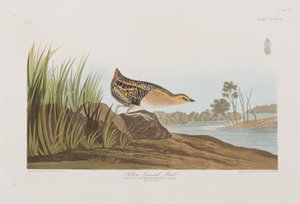 Birds of America」のイラスト 作： John James Audubon