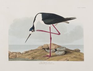 Birds of America」のイラスト 作： John James Audubon