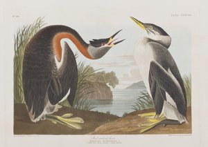 Birds of America」のイラスト 作： John James Audubon