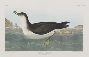 Birds of America」のイラスト 作： John James Audubon