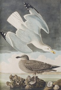 Birds of America」のイラスト 作： John James Audubon