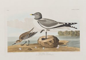 Birds of America」のイラスト 作： John James Audubon