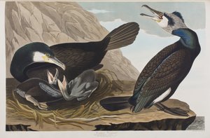 Birds of America」のイラスト 作： John James Audubon