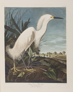 Birds of America」のイラスト 作： John James Audubon