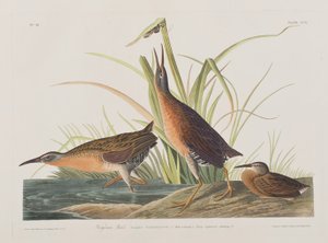 Birds of America」のイラスト 作： John James Audubon