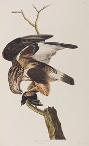 Birds of America」のイラスト 作： John James Audubon