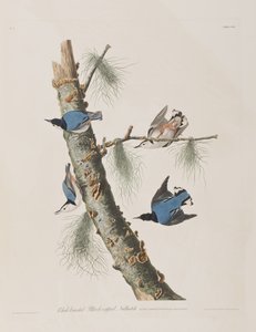 Birds of America」のイラスト 作： John James Audubon
