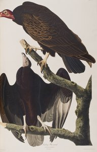 Birds of America」のイラスト 作： John James Audubon