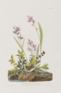 Birds of America」のイラスト 作： John James Audubon