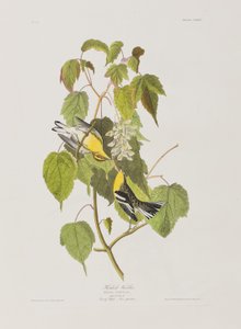 Birds of America」のイラスト