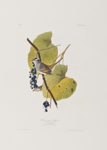 Birds of America」のイラスト 作： John James Audubon