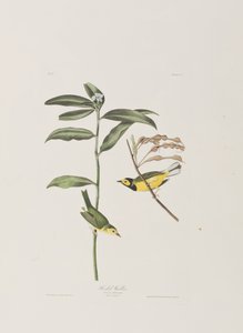 Birds of America」のイラスト 作： John James Audubon