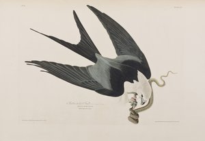 Birds of America」のイラスト