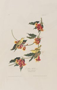Birds of America」のイラスト 作： John James Audubon