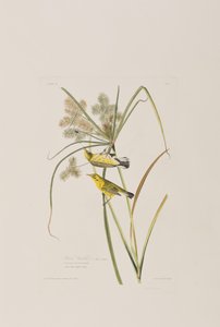 Birds of America」のイラスト