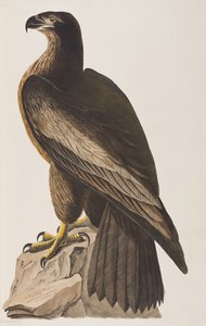 Birds of America」のイラスト 作： John James Audubon