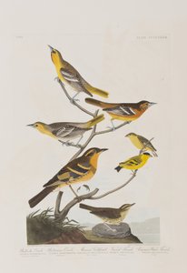 Birds of America」のイラスト 作： John James Audubon