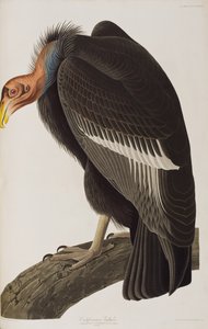 Birds of America」のイラスト 作： John James Audubon