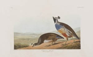 Birds of America」のイラスト 作： John James Audubon
