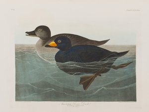 Birds of America」のイラスト 作： John James Audubon