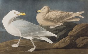 Birds of America」のイラスト