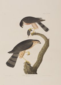 Birds of America」のイラスト 作： John James Audubon
