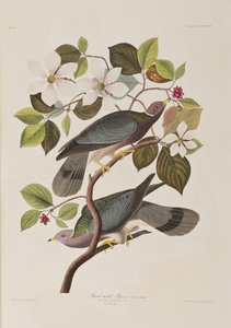Birds of America」のイラスト 作： John James Audubon